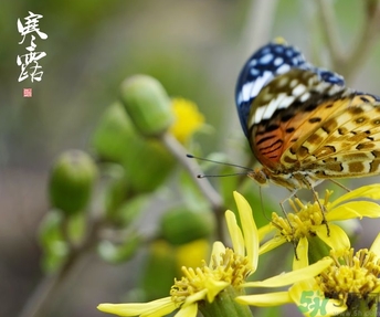 寒露穿什么衣服？寒露要注意什么？