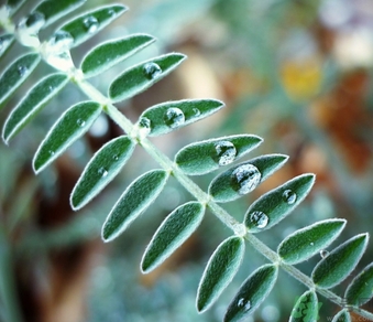 寒露出生的人好不好？寒露出生人怎么取名？