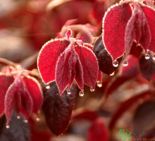 寒露出生的人好不好？寒露出生人怎么取名？