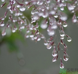 寒露出生的人好不好？寒露出生人怎么取名？