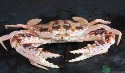 梭子蟹和花蟹的區(qū)別？梭子蟹和花蟹哪個好吃？