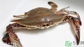 梭子蟹和飛蟹的區(qū)別？飛蟹是梭子蟹嗎？