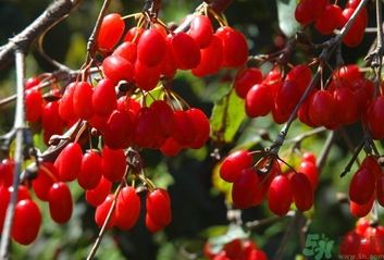 茱萸是什么？重陽節(jié)為什么要插茱萸？