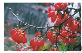 茱萸是什么？重陽節(jié)為什么要插茱萸？