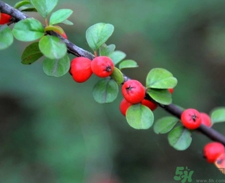 茱萸是什么？重陽節(jié)為什么要插茱萸？