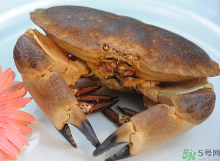 面包蟹多少錢一斤？面包蟹多少錢一只？