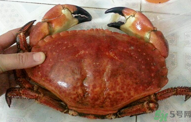 面包蟹怎么吃？面包蟹的吃法詳解