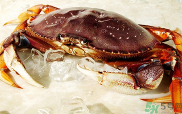 珍寶蟹多少錢一斤？珍寶蟹多少錢？