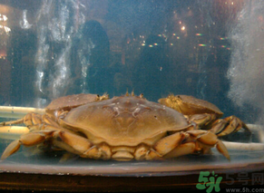 珍寶蟹多少錢一斤？珍寶蟹多少錢？