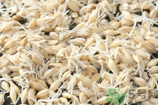 麥芽可退奶還是發(fā)奶？麥芽的功效與作用