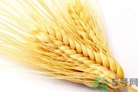 麥芽可退奶還是發(fā)奶？麥芽的功效與作用