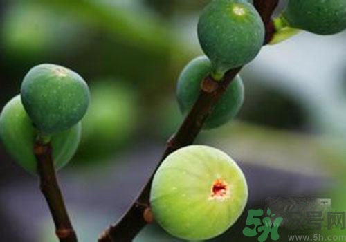 吃無花果會過敏嗎？吃無花果干會過敏嗎？