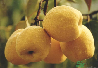 雪花梨怎么吃治咳嗽？雪花梨可以治咳嗽嗎？