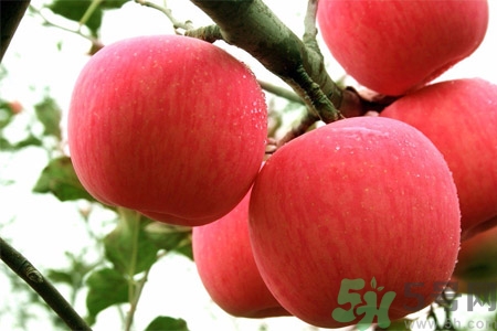 孕婦吃嘎啦果的好處有哪些？嘎啦果的營(yíng)養(yǎng)價(jià)值