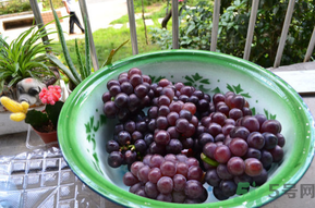 巨峰葡萄多少錢一斤？巨峰葡萄價格