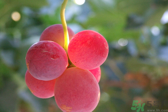 巨峰葡萄多少錢一斤？巨峰葡萄價格