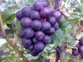 巨峰葡萄多少錢一斤？巨峰葡萄價格