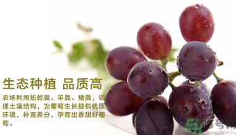 玫瑰香葡萄營養(yǎng)價(jià)值 玫瑰香葡萄的功效與作用