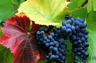 玫瑰香葡萄營養(yǎng)價(jià)值 玫瑰香葡萄的功效與作用