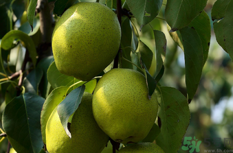 孕婦可以吃香水梨嗎？香水梨孕婦能吃嗎？