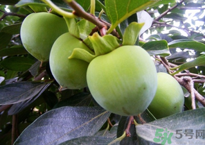 青柿子怎么吃？青柿子能吃嗎？