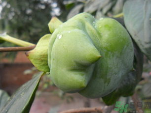 青柿子怎么吃？青柿子能吃嗎？