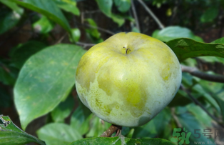 青柿子怎么吃？青柿子能吃嗎？