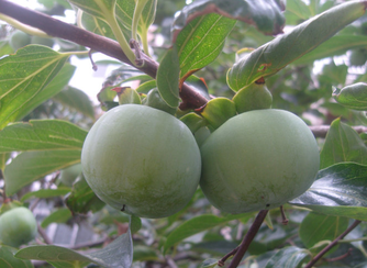 青柿子怎么變熟？青柿子怎么催熟？