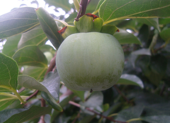 青柿子怎么變熟？青柿子怎么催熟？