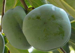 青柿子怎么變熟？青柿子怎么催熟？