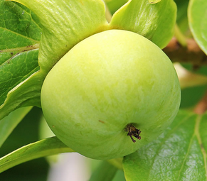 青柿子怎么變熟？青柿子怎么催熟？