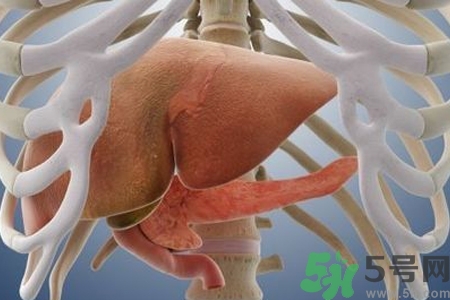 男性護(hù)肝的方法有哪些？養(yǎng)肝護(hù)肝必吃3大營養(yǎng)素