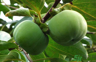 生柿子有毒嗎？生柿子吃了會怎樣？