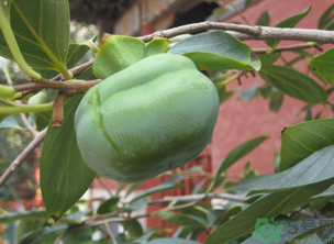 生柿子有毒嗎？生柿子吃了會怎樣？