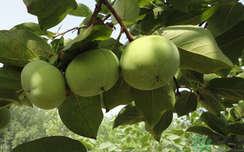 生柿子有毒嗎？生柿子吃了會怎樣？