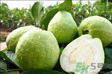 芭樂怎么吃？芭樂的營(yíng)養(yǎng)價(jià)值與功效