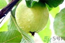 芭樂怎么吃？芭樂的營(yíng)養(yǎng)價(jià)值與功效