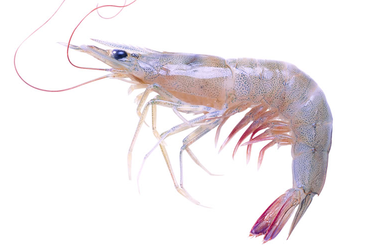 海蝦煮多長(zhǎng)時(shí)間熟？海蝦怎么煮？