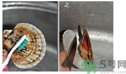 活扇貝怎么處理?活扇貝怎么打開(kāi)? 活扇貝怎么處理?活扇貝怎么打開(kāi)?