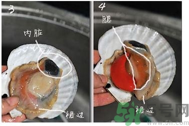活扇貝怎么處理?活扇貝怎么打開(kāi)? 活扇貝怎么處理?活扇貝怎么打開(kāi)?