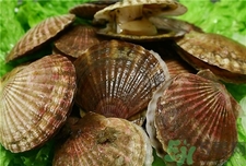 扇貝怎么看是活的?怎么辨別扇貝死活? 扇貝怎么看是活的?怎么辨別扇貝死活?