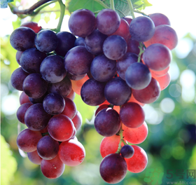 晚上吃葡萄會(huì)胖嗎？晚上吃葡萄會(huì)發(fā)胖嗎？