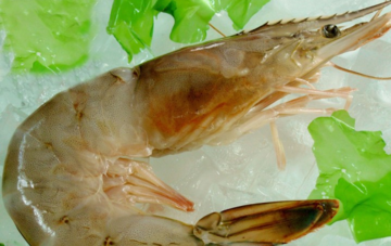 青蝦怎么做好吃？青蝦的做法大全