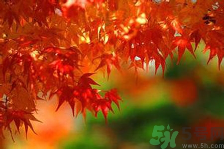 秋季上火怎么辦？秋天上火吃什么好？