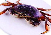 珍寶蟹和面包蟹的區(qū)別？珍寶蟹和面包蟹哪個(gè)好吃？
