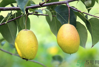 孕婦可以吃香水梨嗎？香水梨孕婦能吃嗎？