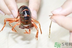 活蝦怎么處理干凈蝦線(xiàn)？活蝦怎么去蝦線(xiàn)？