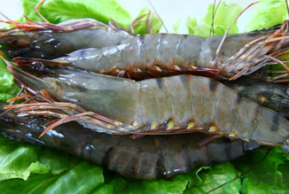 孕婦能吃草蝦嗎？草蝦孕婦可以吃嗎？