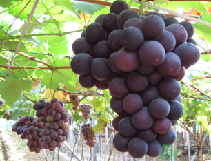 吃巨峰葡萄會胖嗎？吃什么水果會胖？