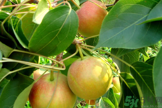 孕婦能吃南國(guó)梨嗎？南國(guó)梨孕婦可以吃嗎？